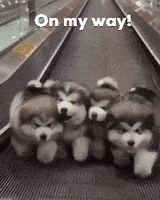 每日GIF(2021-01-13)的gif-On My Way Puppies GIF by Nat Vegel