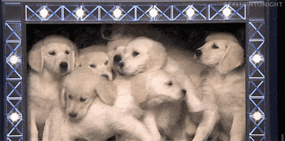 每日GIF(2021-01-13)的gif-Tonight Show Puppies GIF by The Tonight Show Starring Jimmy Fallon