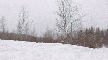 每日GIF(2021-01-18)的gif-Jump Go GIF by Taiga Motors
