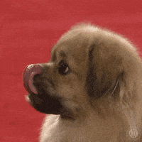 每日GIF(2021-01-19)的gif-This Is Great In Love GIF by American Kennel Club