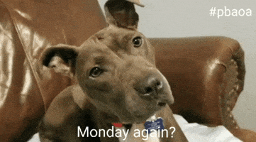 每日GIF(2021-01-19)的gif-Pit Bull Monday GIF by Pit Bull Advocates of America