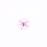 なかねありさ的gif的gif-開花したよ