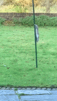 每日GIF(2021-01-22)的gif-Mood Fails GIF by JustViral.Net