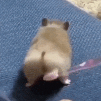 每日GIF(2021-01-23)的gif-Shake It Hamster GIF