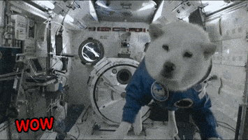 每日GIF(2021-01-29)的gif-Dog Space GIF