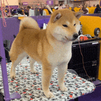 每日GIF(2021-01-30)的gif-Dog Show GIF by Westminster Kennel Club