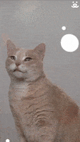 每日GIF(2021-02-02)的gif-You Look Good GIF by Best Friends Animal Society