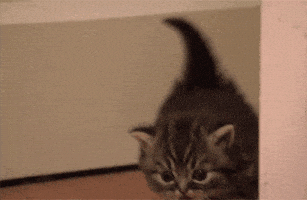 每日GIF(2021-02-02)的gif-Safe For Work Cat GIF