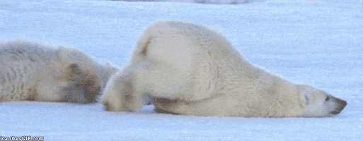 每日GIF(2021-02-02)的gif-Polar Bear Monday GIF