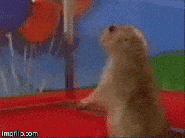 每日GIF(2021-02-03)的gif-Groundhog What GIF
