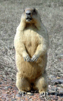 每日GIF(2021-02-03)的gif-Groundhog Day GIF