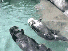 每日GIF(2021-02-05)的gif-Hold My Hand Otter GIF