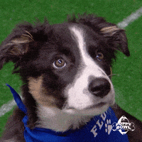 每日GIF(2021-02-08)的gif-GIF by Puppy Bowl