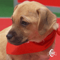 每日GIF(2021-02-08)的gif-GIF by Puppy Bowl