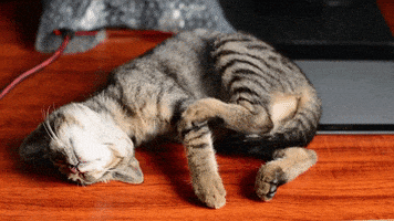 每日GIF(2021-02-09)的gif-The Weekend Friday GIF by Squirrel Monkey