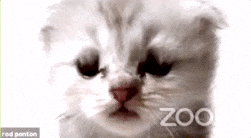每日GIF(2021-02-11)的gif-Cat Zoom GIF by GIPHY News
