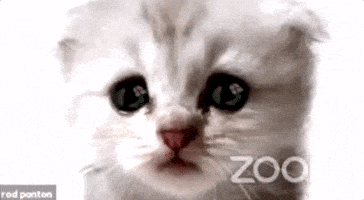 每日GIF(2021-02-11)的gif-Cat Zoom GIF by GIPHY News