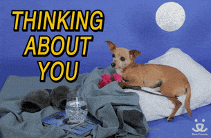 每日GIF(2021-02-12)的gif-Valentines Day Love GIF by Best Friends Animal Society