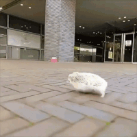每日GIF(2021-02-14)的gif-Sonic The Hedgehog GIF