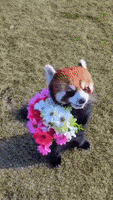 每日GIF(2021-02-15)的gif-Valentines Day Love GIF