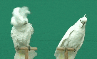 每日GIF(2021-02-20)的gif-Bird Reaction GIF by MOODMAN