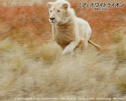 映画「ミアとホワイトライオン 奇跡の1300日」【公式】的gif的gif-Untitled GIF
