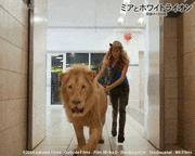 映画「ミアとホワイトライオン 奇跡の1300日」【公式】的gif的gif-Untitled GIF