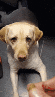 每日GIF(2021-02-24)的gif-Yellow Lab GIF by Rover.com