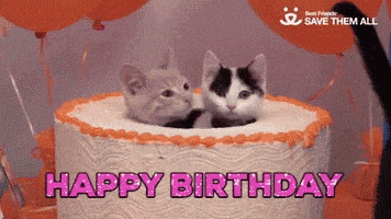 每日GIF(2021-02-27)的gif-Birthday Cat GIF by memecandy