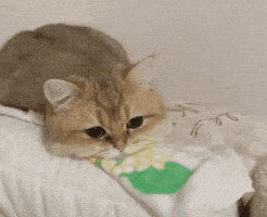 每日GIF(2021-02-27)的gif-Sad Cat GIF by memecandy