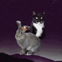 每日GIF(2021-03-02)的gif-Save Them All Zodiac Sign GIF by Best Friends Animal Society
