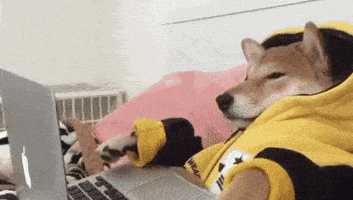 每日GIF(2021-03-03)的gif-Dogs Computer GIF