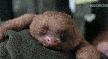 每日GIF(2021-03-04)的gif-Sloths Mornin GIF