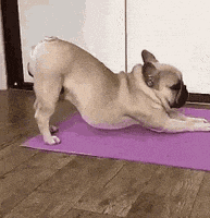 每日GIF(2021-03-05)的gif-Dog Fail GIF by Kraken Images