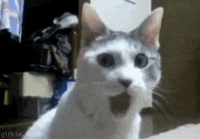 每日GIF(2021-03-05)的gif-Surprised Cat GIF