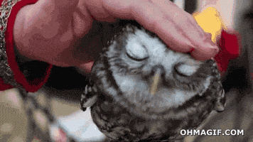 每日GIF(2021-03-05)的gif-Relaxed Owl GIF
