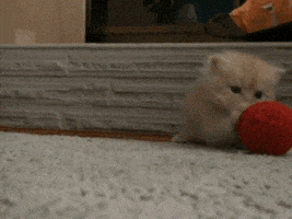 每日GIF(2021-03-07)的gif-Let Me Love You Seriously GIF