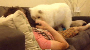 每日GIF(2021-03-11)的gif-Cute Dog GIF