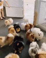 每日GIF(2021-03-11)的gif-Pomeranians GIF by Jess