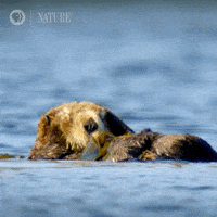 每日GIF(2021-03-16)的gif-Sea Otter Morning GIF by Nature on PBS