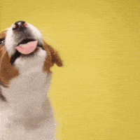 每日GIF(2021-03-17)的gif-Puppy Tuesday GIF by Diamond Pet Foods