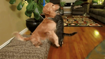 每日GIF(2021-03-17)的gif-National Hug Your Dog Day GIF by Demic