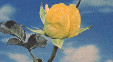 每日GIF(2021-03-21)的gif-Flower Rose GIF