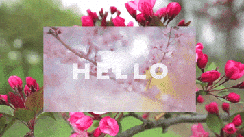 每日GIF(2021-03-21)的gif-Flowers Spring GIF