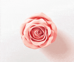每日GIF(2021-03-21)的gif-Pink Rose GIF by PanteneGreece