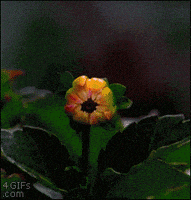 每日GIF(2021-03-23)的gif-Flower Dahlia GIF