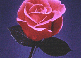 每日GIF(2021-03-23)的gif-Flower Rose GIF
