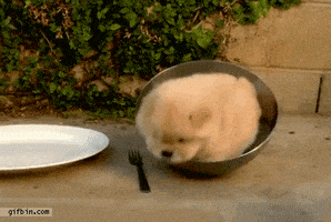 每日GIF(2021-03-24)的gif-Puppy Bowl GIF
