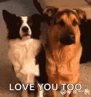 每日GIF(2021-03-24)的gif-I Love You Too GIF by memecandy