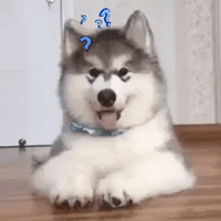 每日GIF(2021-03-24)的gif-Confused Dogs GIF by MOODMAN
